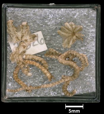 Media type: image;   Invertebrate Zoology OPH-2826 Aspect: fragments